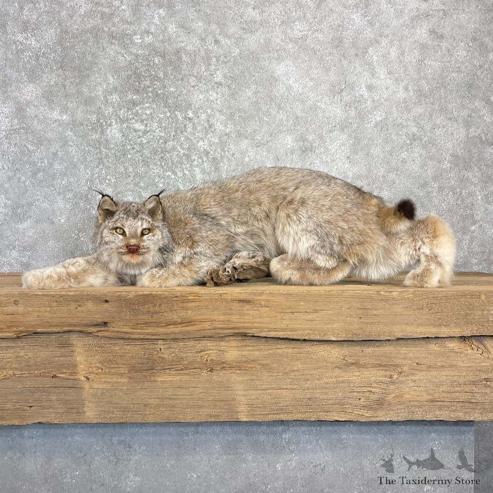Canadian Lynx Life-Size Mount For Sale #27206 @ The Taxidermy Store