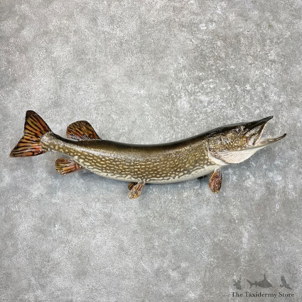 Northern Pike Fish Mount For Sale #27395 @ The Taxidermy Store