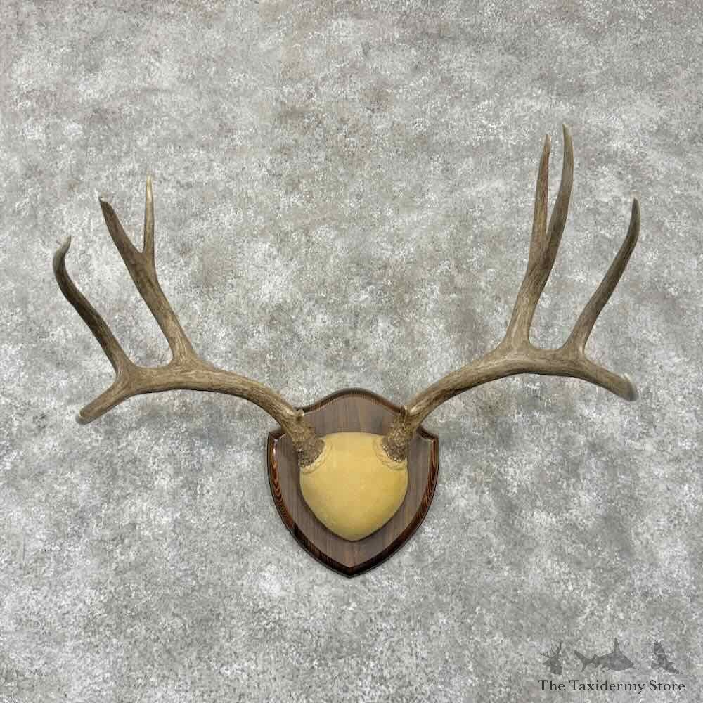Mule Deer Antler Plaque Mount For Sale #31669 @ The Taxidermy Store