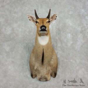 Nilgai Antelope Taxidermy Shoulder Mount For Sale #17895 @ The Taxidermy Store