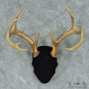 Whitetail Deer Antler Mount #13451 For Sale @ The Taxidermy Store