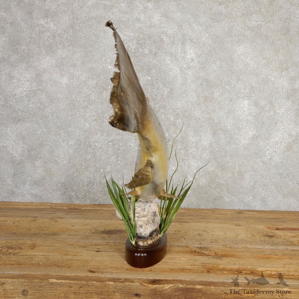 Brown Trout Fish Mount For Sale #20618 @ The Taxidermy Store