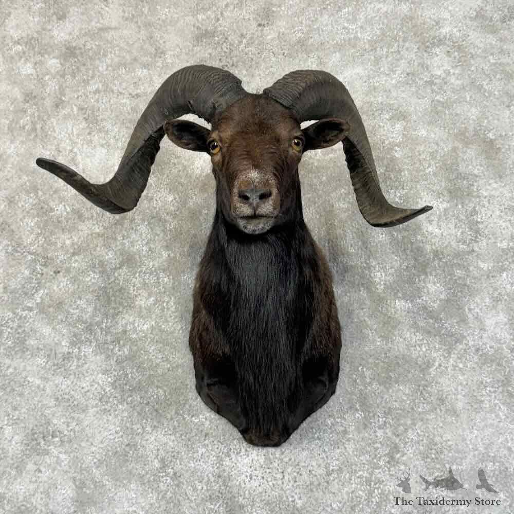 Black Hawaiian Ram Shoulder Mount For Sale #31206 @ The Taxidermy Store