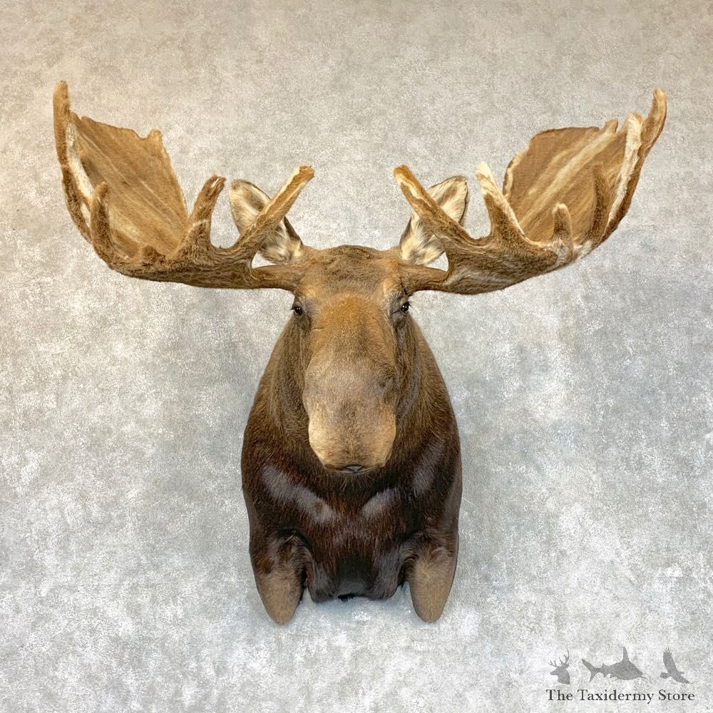 Swirled Velvet Moose Taxidermy Shoulder Mount For Sale #22460 @ The Taxidermy Store