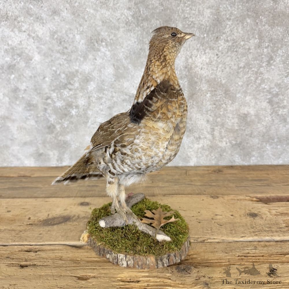 Ruffed Grouse Bird Mount For Sale #30302 @ The Taxidermy Store