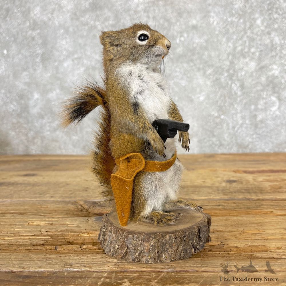 Pistol Squirrel Novelty Mount For Sale #25047 @ The Taxidermy Store