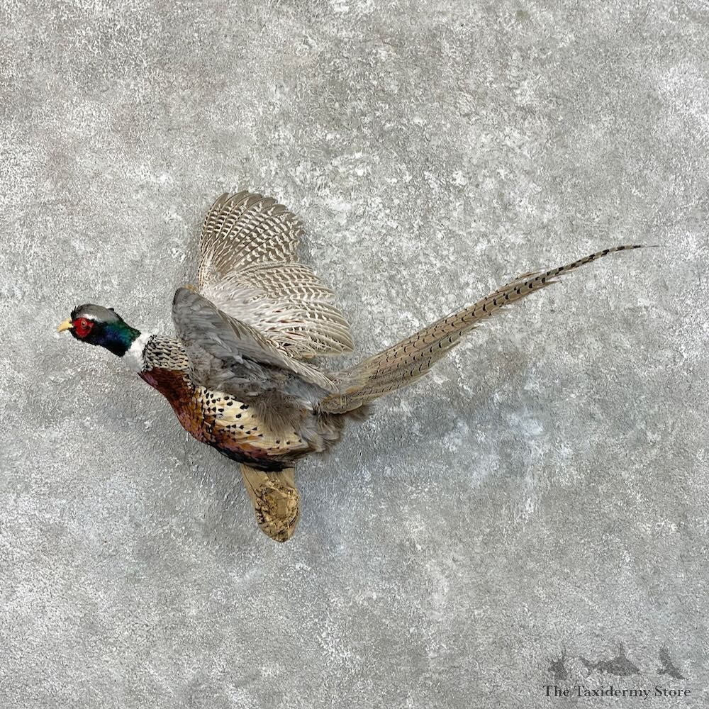 Ringneck Pheasant Bird Mount For Sale #27474 @ The Taxidermy Store