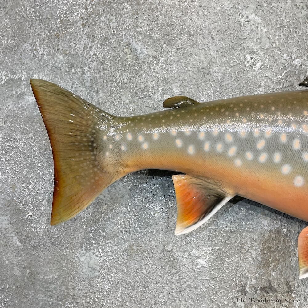 Splake Fish Mount For Sale #27265 @ The Taxidermy Store