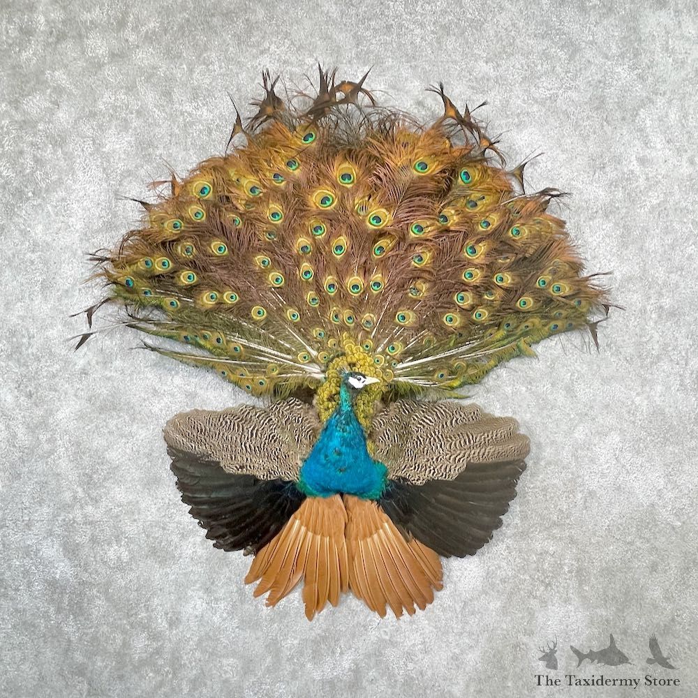 Blue Indian Peacock Fan Display Bird Mount For Sale #26767 @ The Taxidermy Store