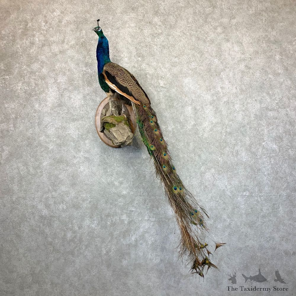 Blue Indian Peacock Bird Mount For Sale #22994 @ The Taxidermy Store