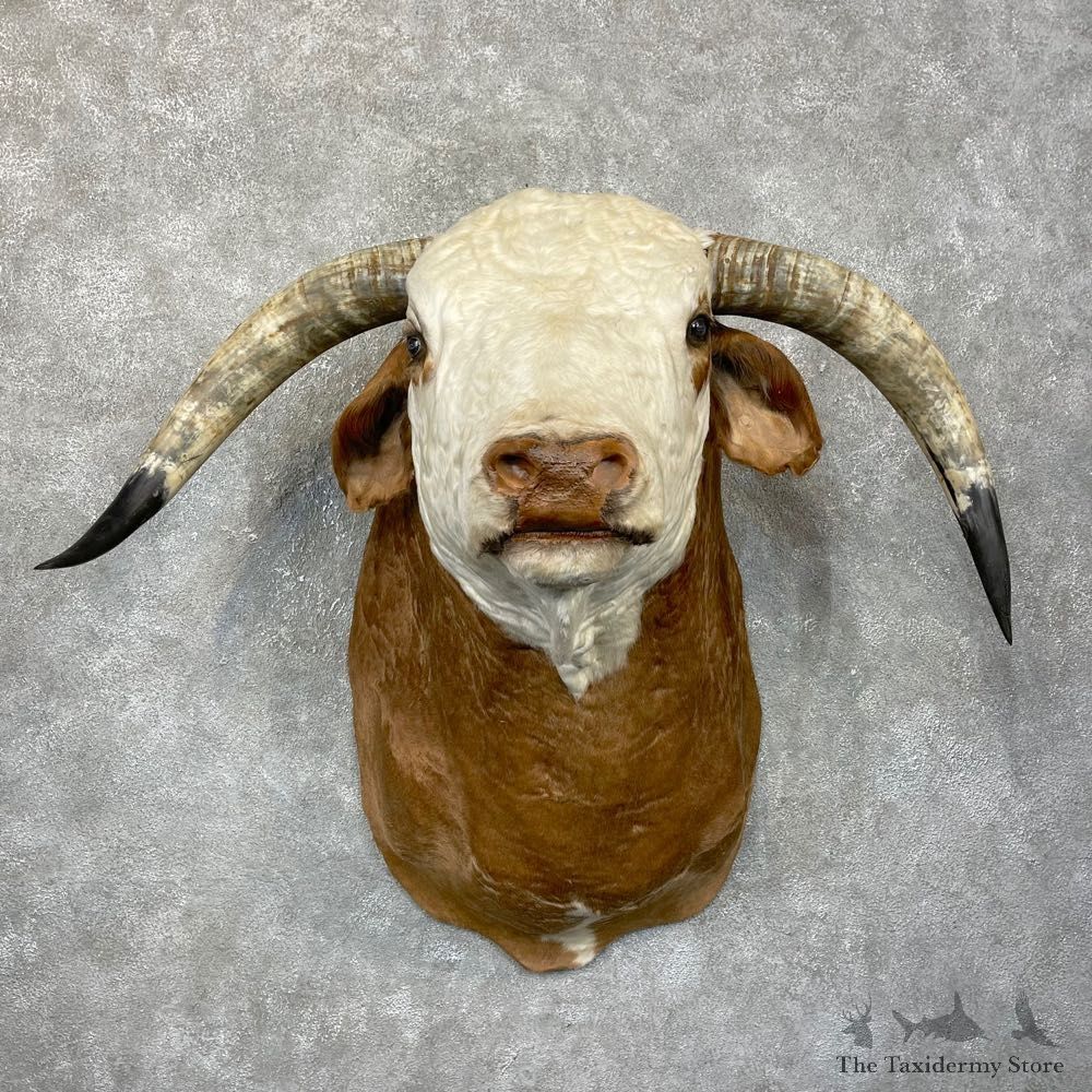 Spanish Fighting Bull Shoulder Mount For Sale #24287 @ The Taxidermy Store