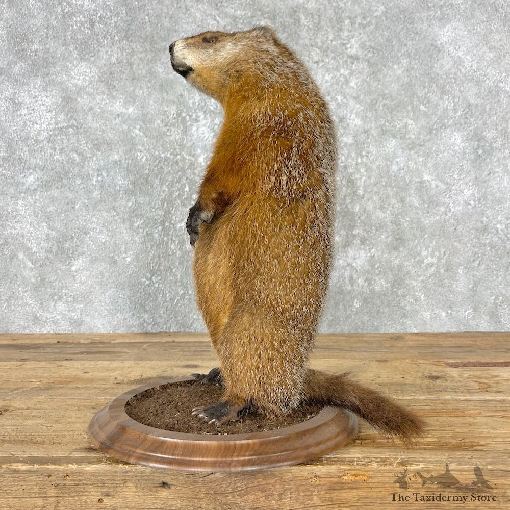 Woodchuck Life-Size Mount For Sale #26791 @ The Taxidermy Store