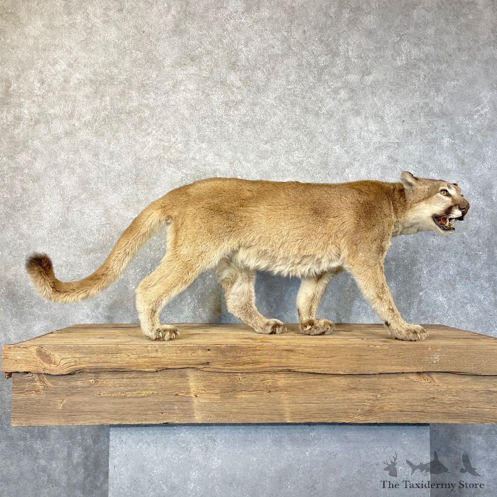 Mountain Lion Life-Size Mount For Sale #24575 @ The Taxidermy Store