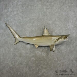 Hammerhead Shark Replica Fish Mount For Sale #17341 @ The Taxidermy Store