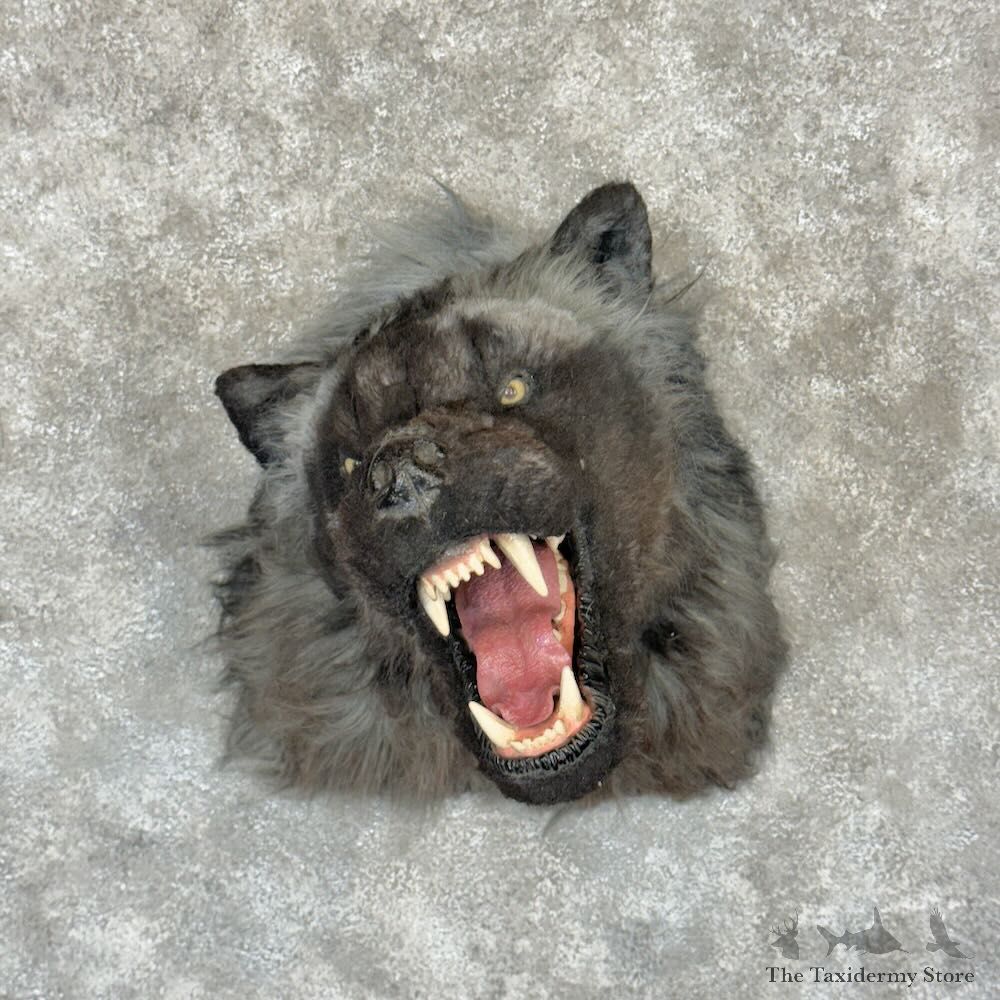 Reproduction Werewolf Shoulder Mount For Sale #29164 @ The Taxidermy Store