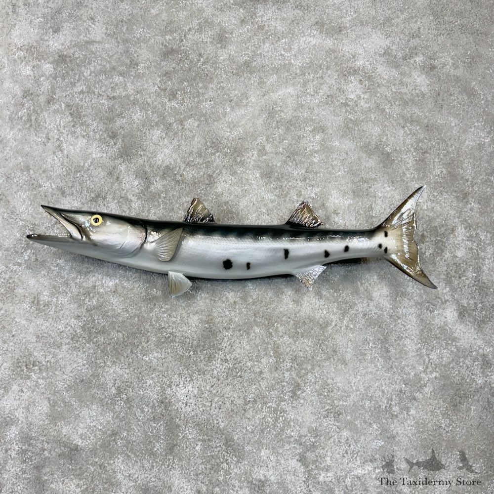 Barracuda Fish Mount For Sale #29806 @ The Taxidermy Store