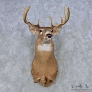 Whitetail Deer Shoulder Mount For Sale #14788 @ The Taxidermy Store