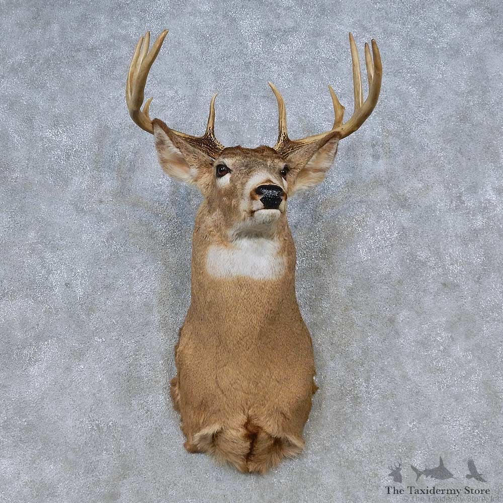 Whitetail Deer Shoulder Mount For Sale #14788 @ The Taxidermy Store
