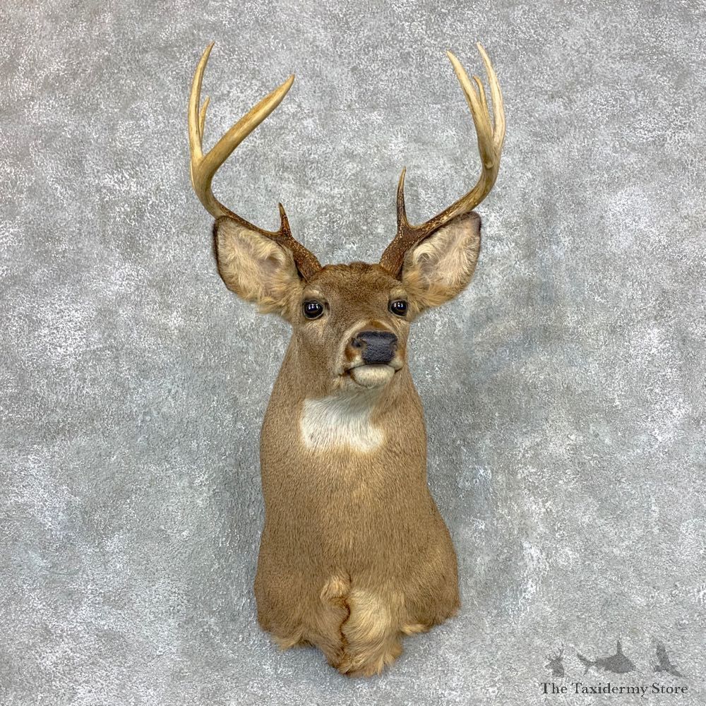 Whitetail Deer Taxidermy Shoulder Mount For Sale #23347 @ The Taxidermy Store