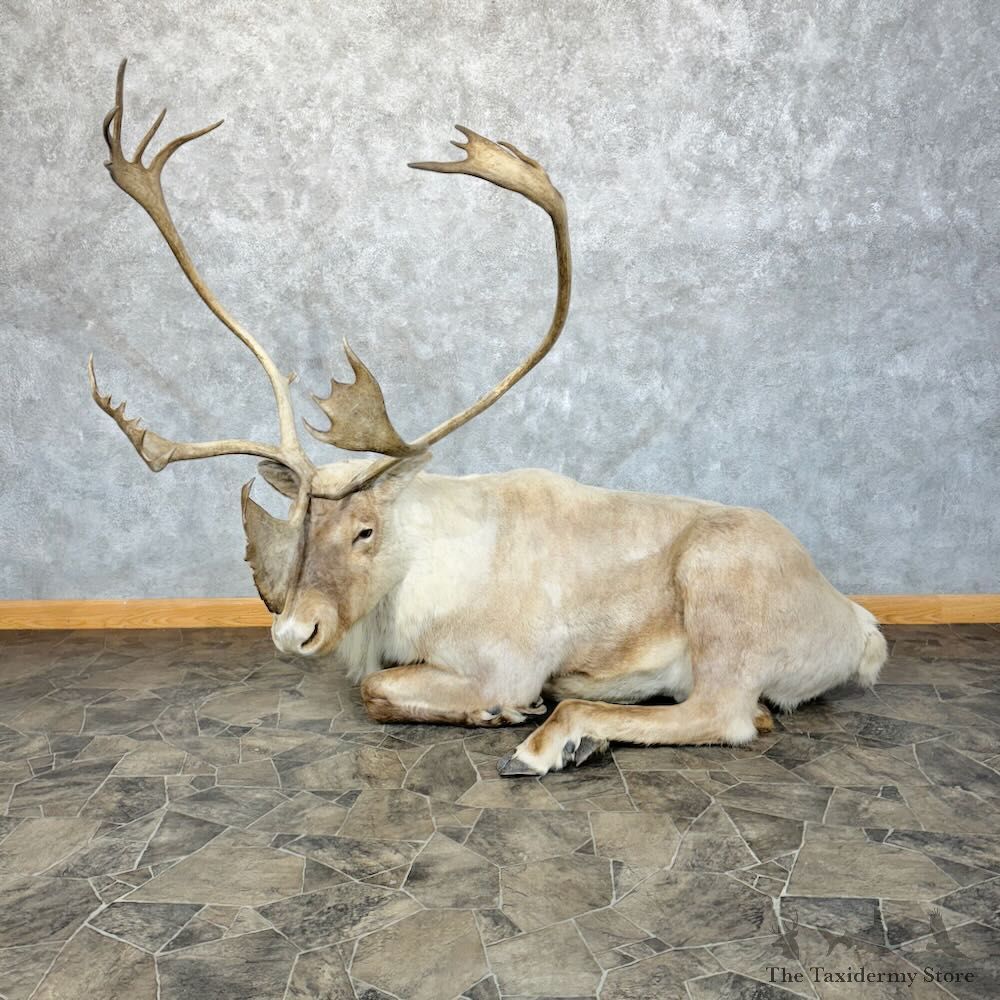 Barren-Ground Caribou Life-Size Mount For Sale #28854 @ The Taxidermy Store