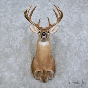 Whitetail Deer Shoulder Mount For Sale #15833 @ The Taxidermy Store