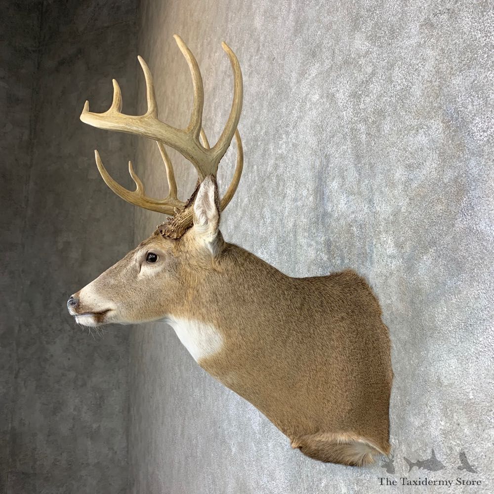 Whitetail Deer Shoulder Mount For Sale #23382 @ The Taxidermy Store