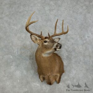 Whitetail Deer Shoulder Mount For Sale #17469 @ The Taxidermy Store