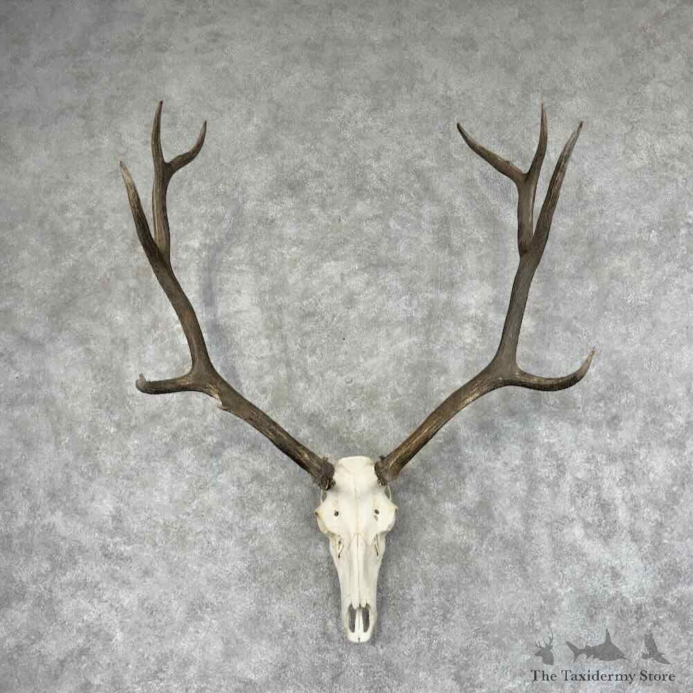 Rocky Mountain Elk Skull European Mount For Sale #32063 @ The Taxidermy Store