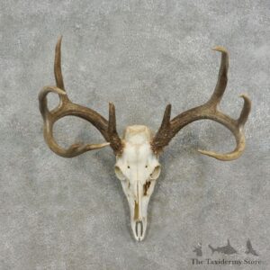 Whitetail Deer Skull European Mount For Sale #17074 @ The Taxidermy Store