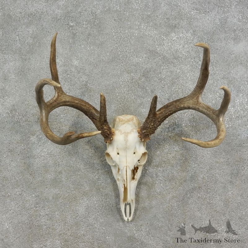 Whitetail Deer Skull European Mount For Sale #17074 @ The Taxidermy Store