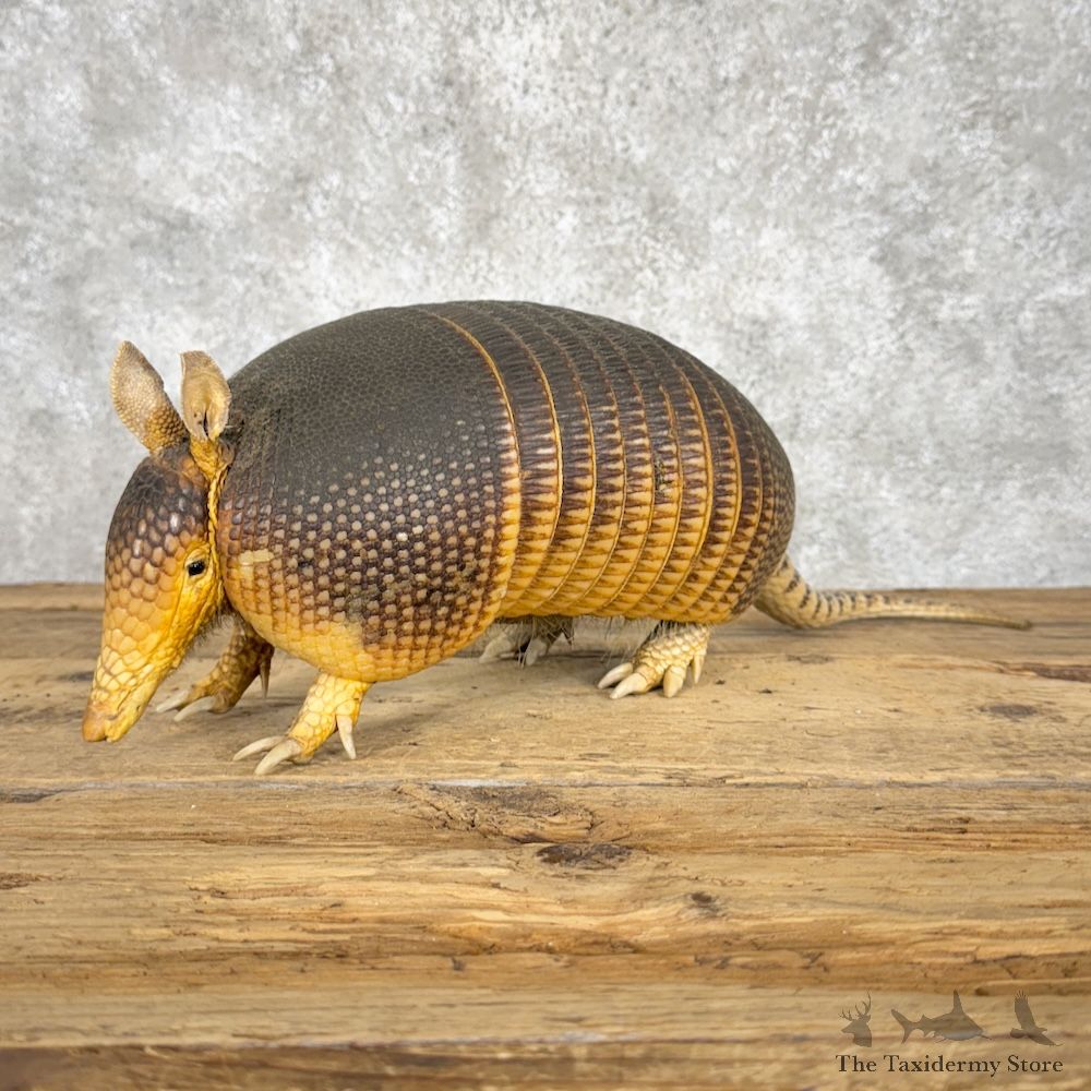 Armadillo Life-Size Mount For Sale #29903 @ The Taxidermy Store