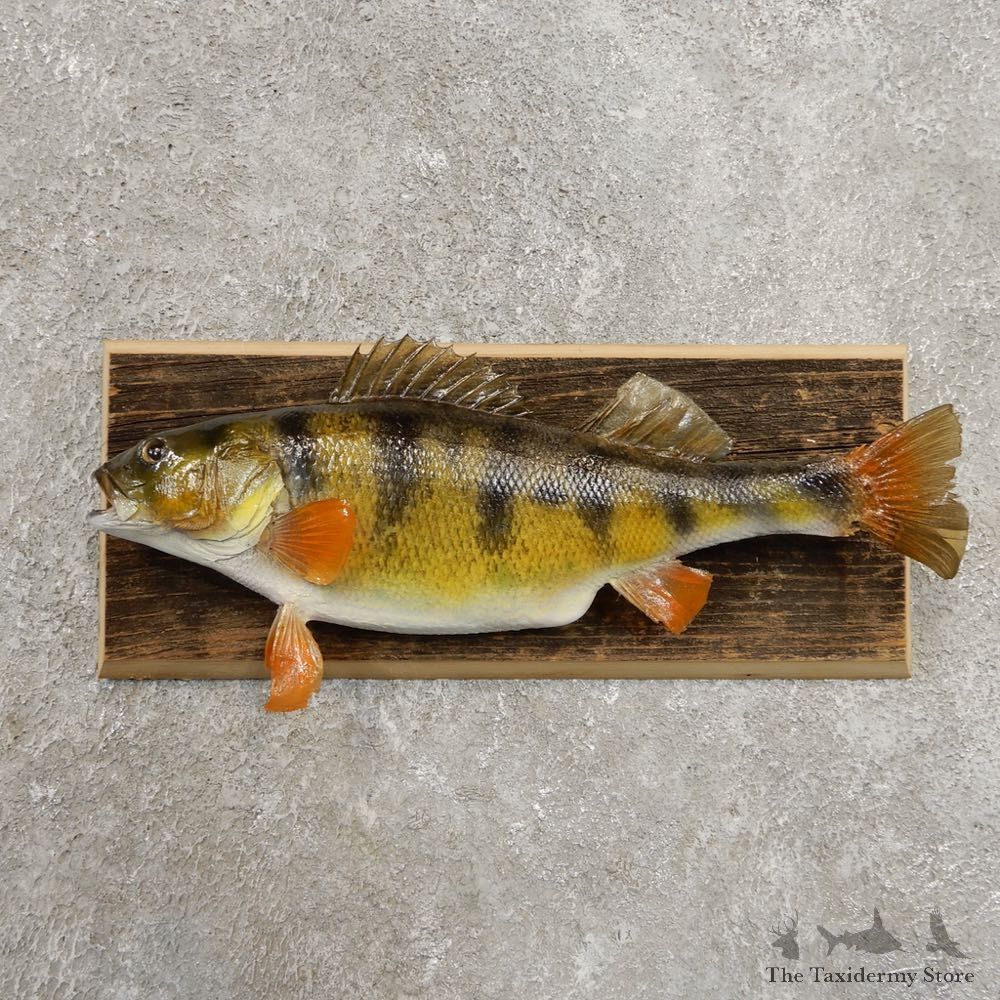 Yellow Perch Fish Mount For Sale #20948 @ The Taxidermy Store