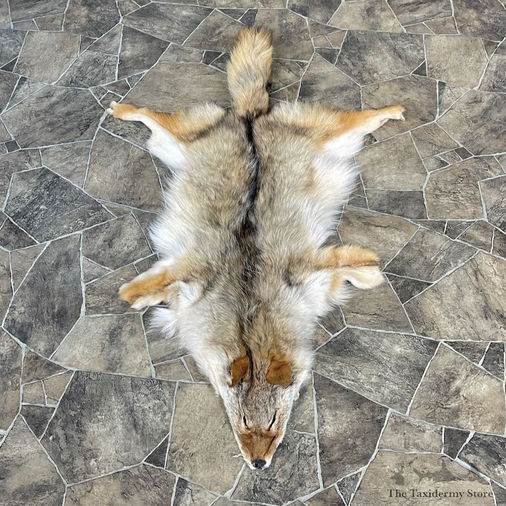 Coyote Tanned Hide For Sale #27876 @ The Taxidermy Store