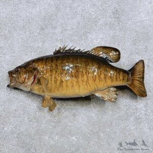 Smallmouth Bass Fish Mount For Sale #14358 @ The Taxidermy Store