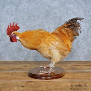 Leghorn Chicken Mount For Sale #15406 @ The Taxidermy Store
