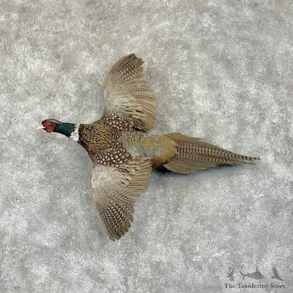Ringneck Pheasant Bird Mount For Sale #31518 @ The Taxidermy Store