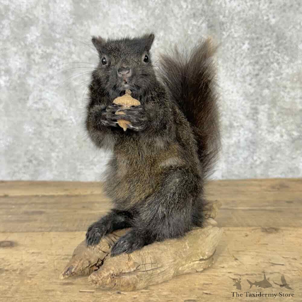 Black Squirrel Life-Size Mount For Sale #31535 @ The Taxidermy Store