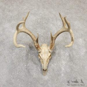 Whitetail Deer Skull European Mount For Sale #20165 @ The Taxidermy Store