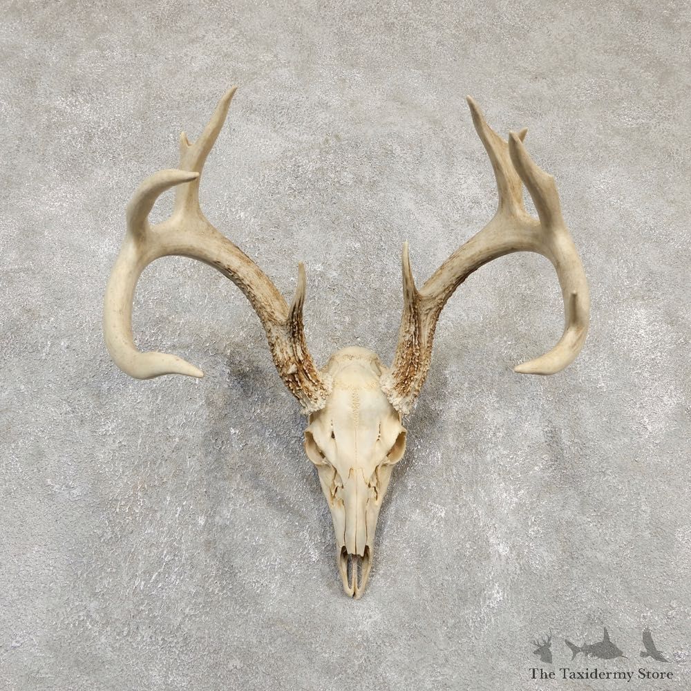 Whitetail Deer Skull European Mount For Sale #20165 @ The Taxidermy Store