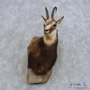 Pyrenean Chamois Shoulder Mount For Sale #14606 @ The Taxidermy Store