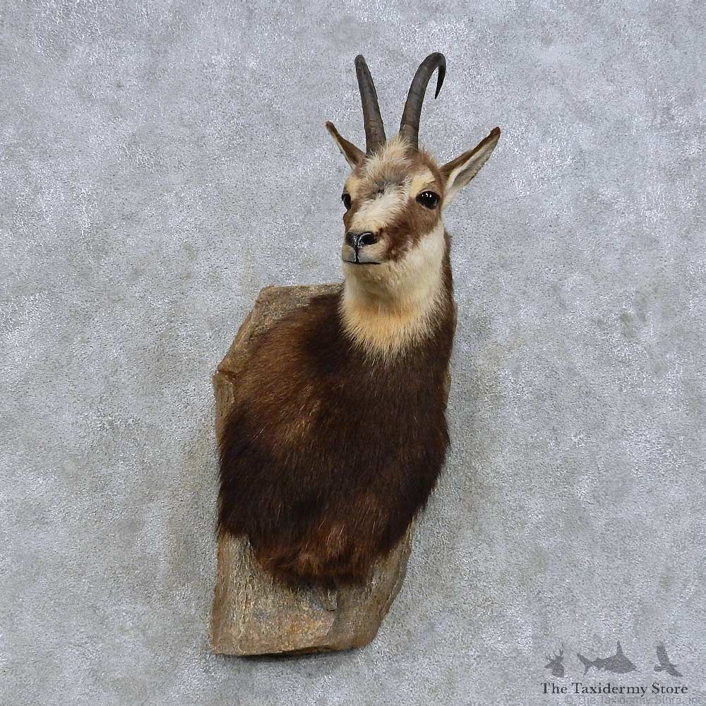 Pyrenean Chamois Shoulder Mount For Sale #14606 @ The Taxidermy Store
