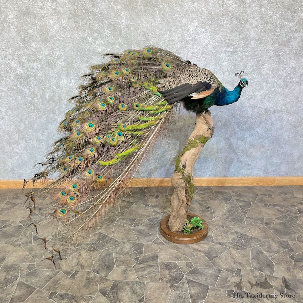 Green Indian Peacock Bird Mount For Sale #26447 @ The Taxidermy Store