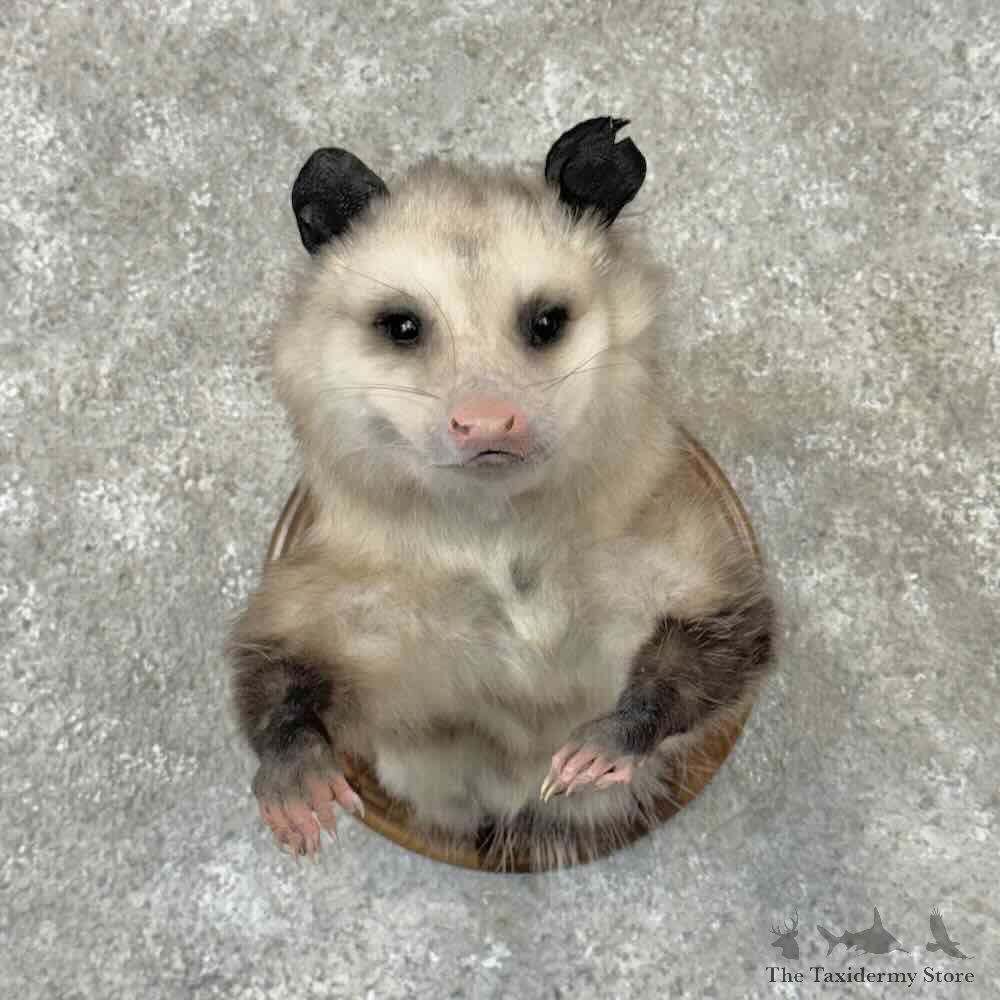 Opossum Half Life Size Mount For Sale #31872 @ The Taxidermy Store