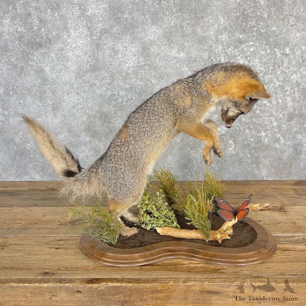 Grey Fox Life-Size Mount For Sale #27128 @ The Taxidermy Store