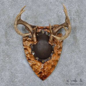 Whitetail Deer Antler Plaque Taxidermy Mount #13857 For Sale @ The Taxidermy Store