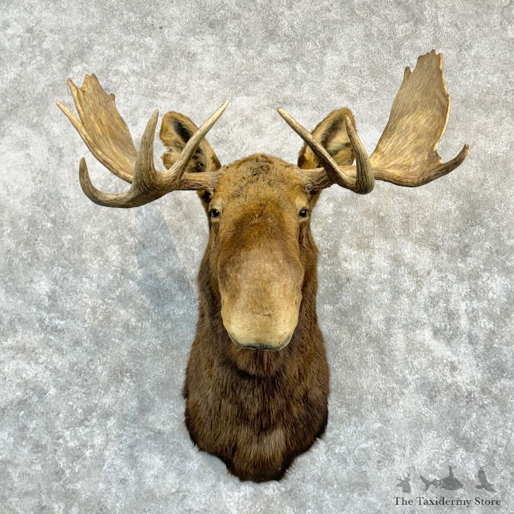 Eastern Canadian/Maine Moose Shoulder Mount For Sale #29189 @ The Taxidermy Store