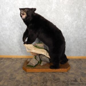 Black Bear Life-Size Mount For Sale #18760 @ The Taxidermy Store