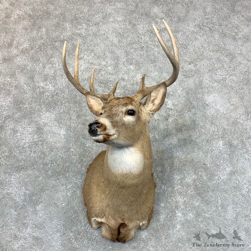 Whitetail Deer Shoulder Mount #23508 For Sale - The Taxidermy Store