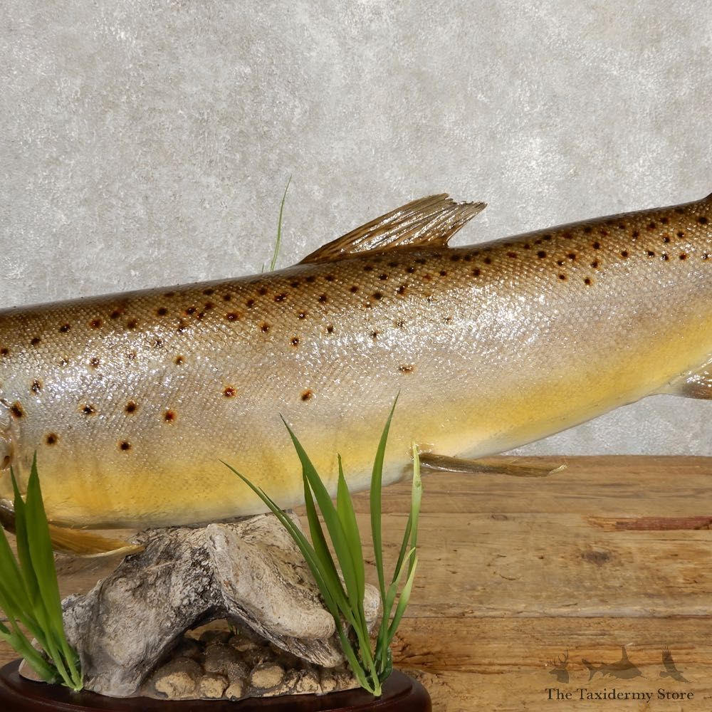 Brown Trout Fish Mount For Sale #20618 @ The Taxidermy Store