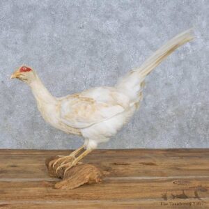 White Pheasant Mount For Sale #14838 @ The Taxidermy Store
